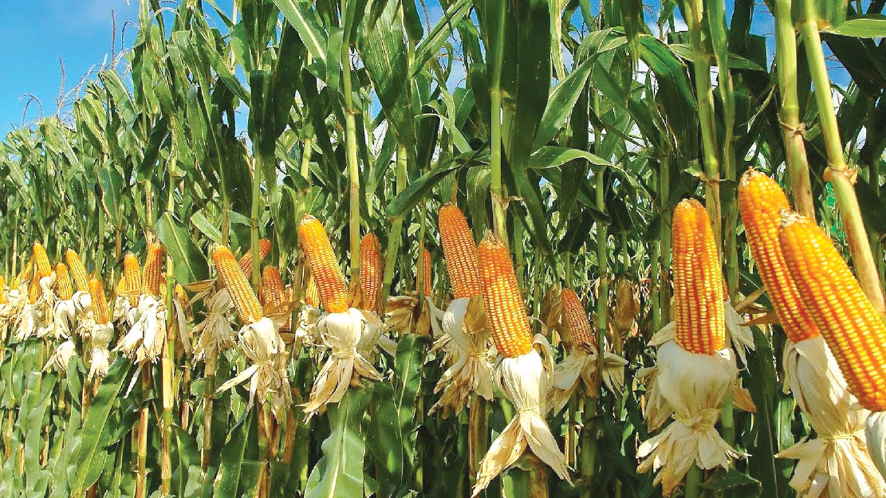 Why you should buy Corn from Tanzania