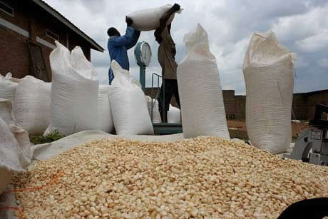 Where to buy Corn in Africa