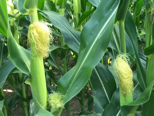 Where can I buy Corn in Africa