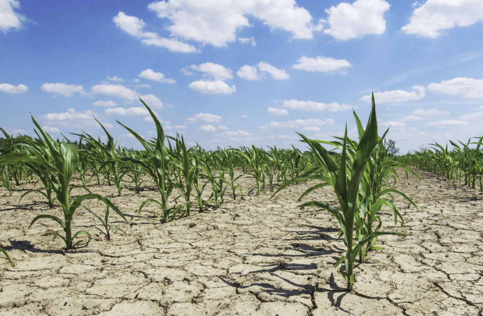 Buy Corn Wholesale in Juba South Sudan