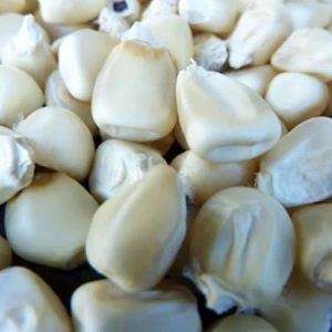 Acheter du maïs blanc en gros au Sénégal