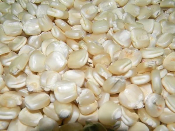 White Corn NON-GMO for sale in Botswana