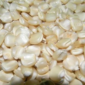 Wholesale Suppliers of NON-GMO White Maize in Botswana