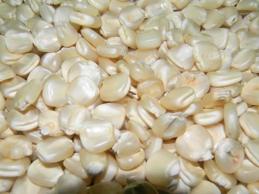 Wholesale Suppliers of NON-GMO White Maize in Botswana