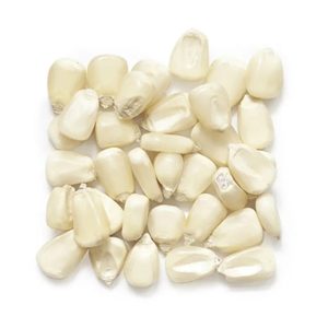 Acheter Maïs Blanc 1000 tonnes au Sénégal