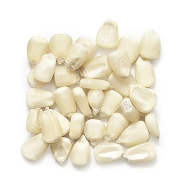 Acheter Maïs Blanc 1000 tonnes au Sénégal