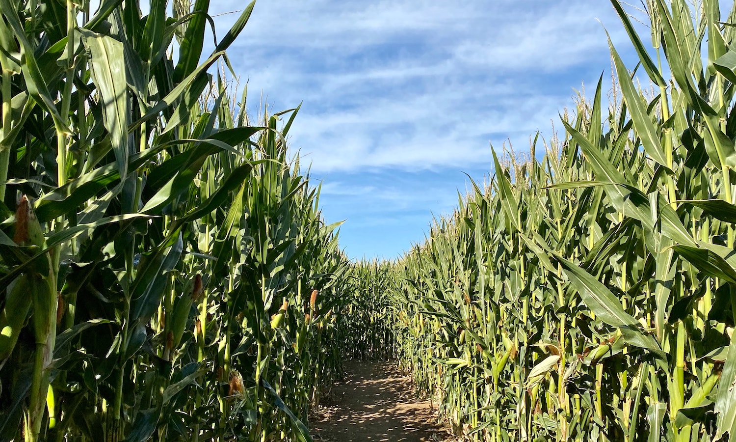 Where to buy Corn in Africa