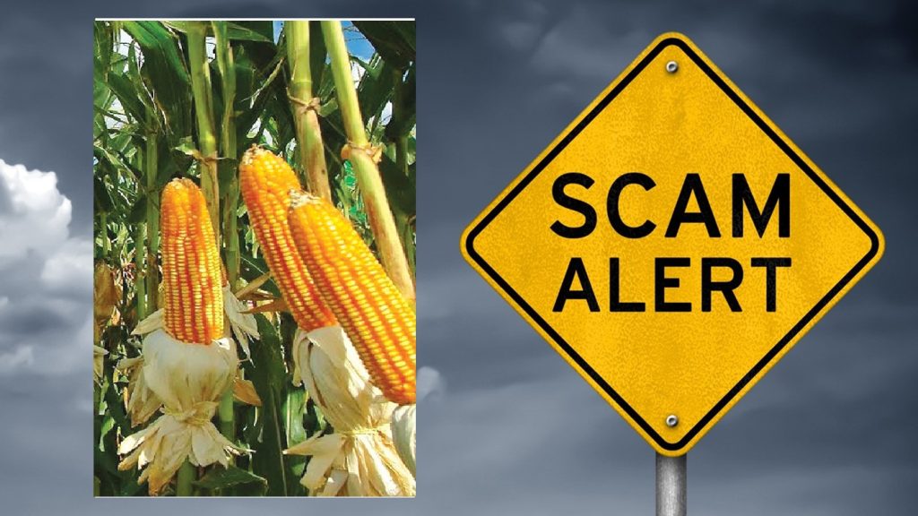 How to buy Corn in Africa and avoid scam