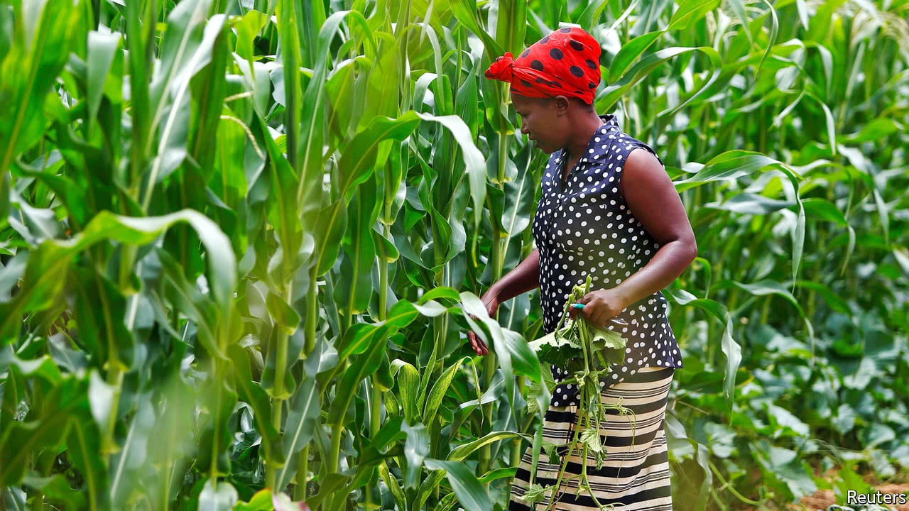 Tanzania Africa's Largest Producer of Corn