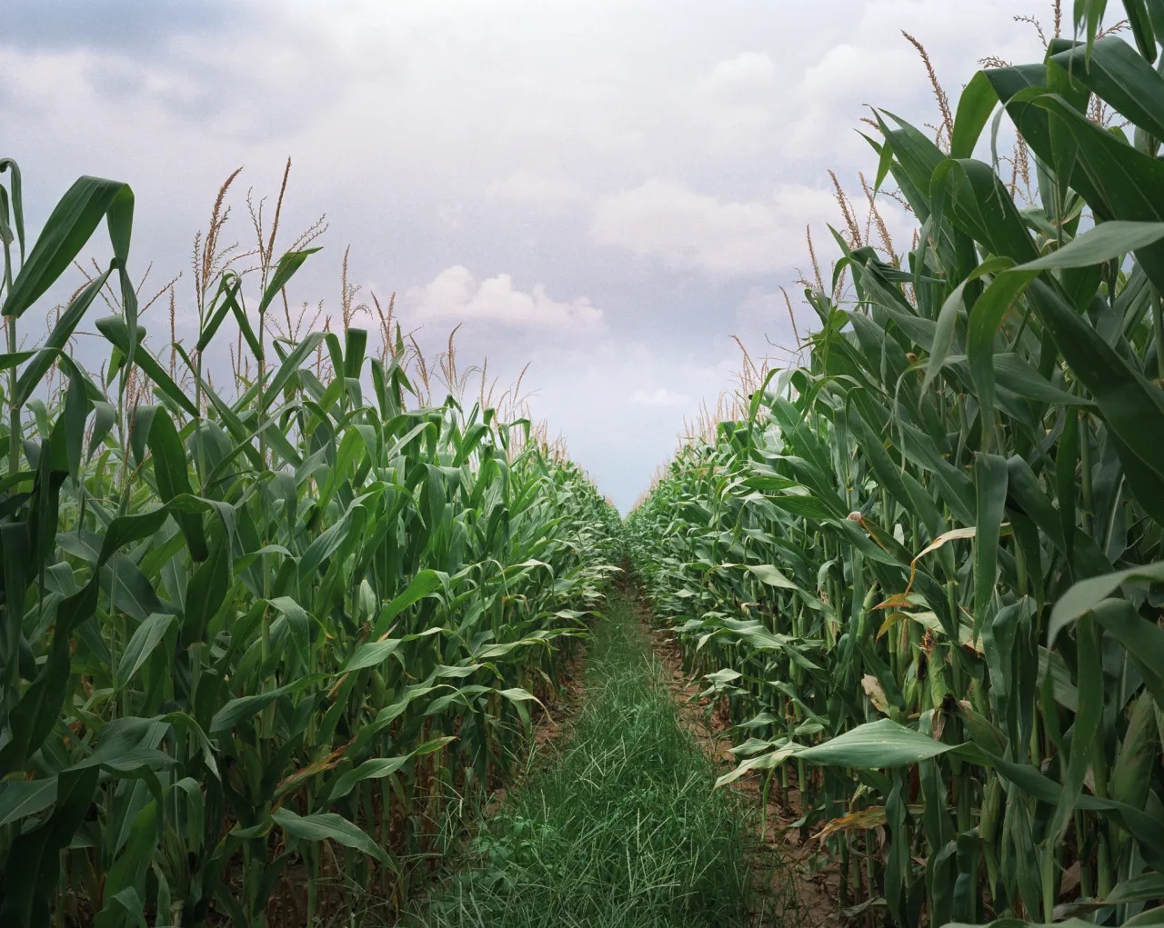 How to buy Corn in Tanzania