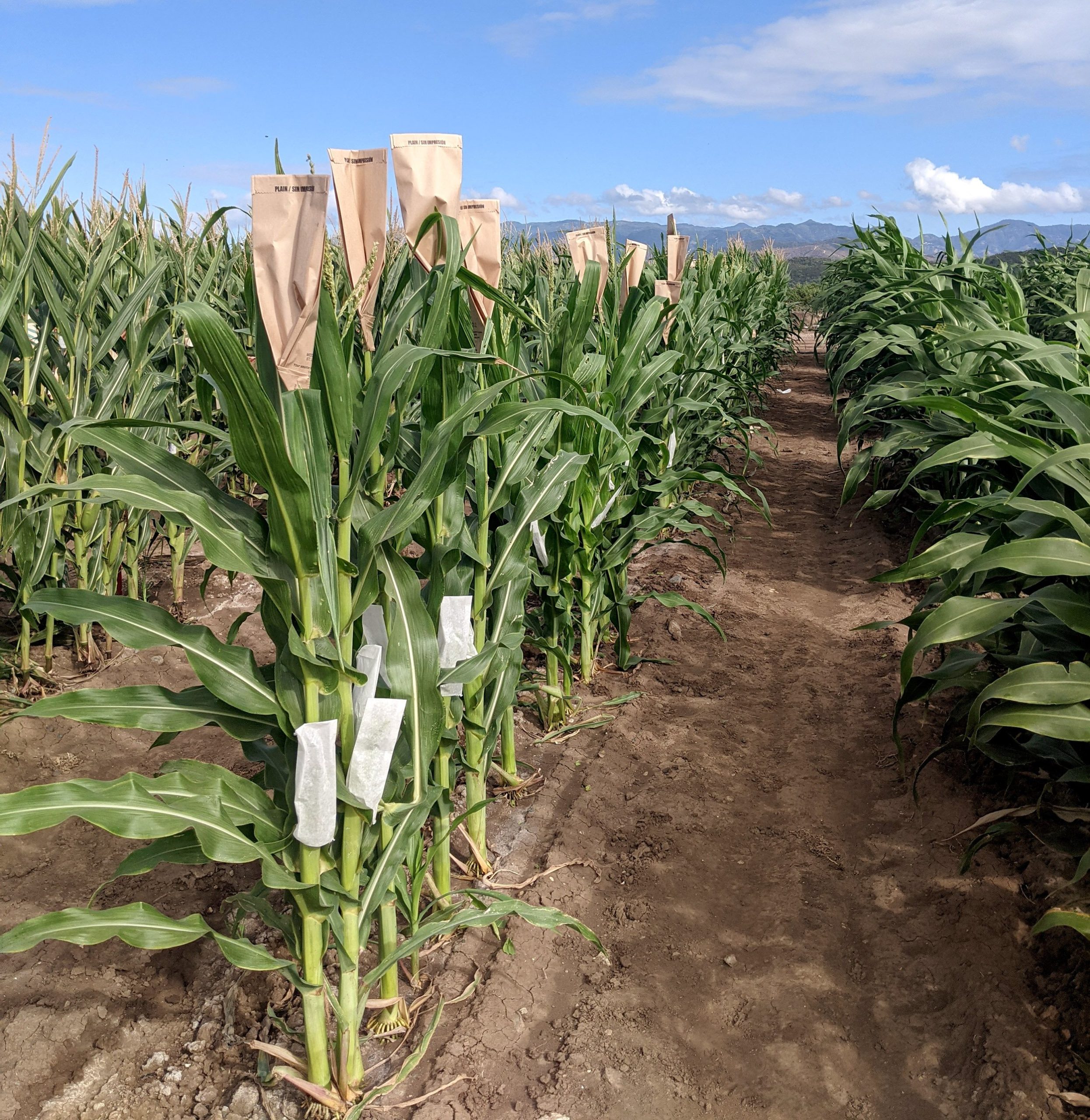 Where to buy Corn in Tanzania