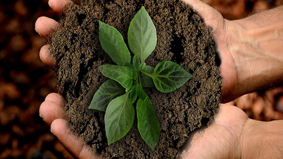 Sustainable Farming: The Answer To Africa's Development