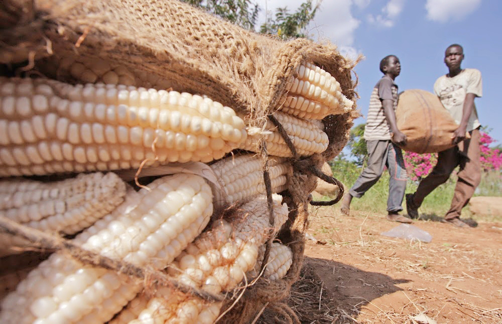 Top 5 best places to buy Corn in Tanzania 2025