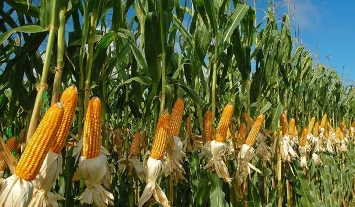 Exporters of Corn in Tanzania