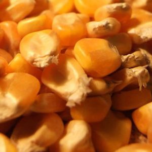 Yellow Maize