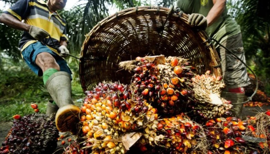 Wholesale Suppliers of CP10 Palm Oil in Tanzania