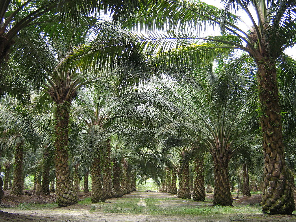 How to buy CP10 Palm Oil in Bulk from Tanzania