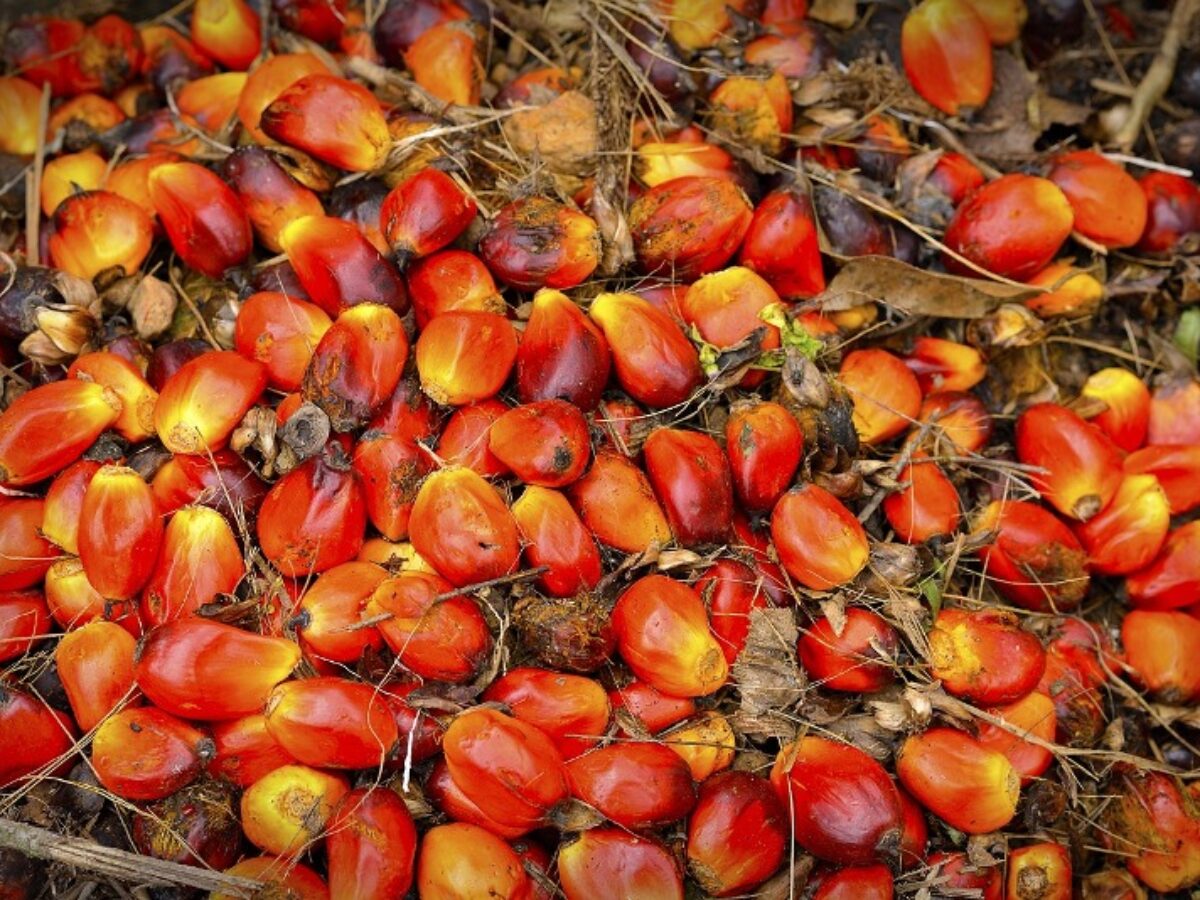 Palm Oil Distributors in Tanzania